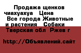 Продажа щенков чиахуахуа › Цена ­ 12 000 - Все города Животные и растения » Собаки   . Тверская обл.,Ржев г.